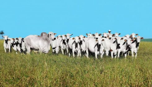STJ – Gado bovino caracteriza pecuária como de grande porte para fins contratuais